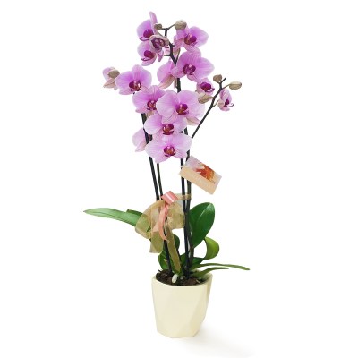 orchids5