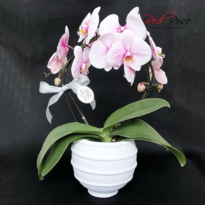 122021Orchid_01