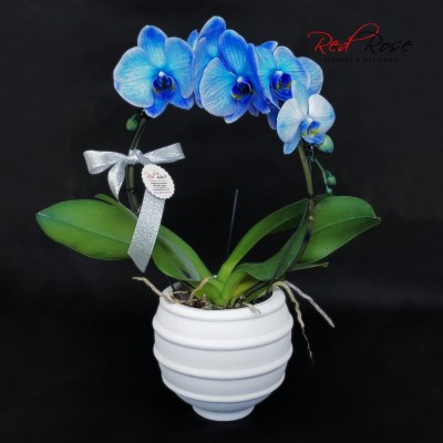 122021Orchid_02