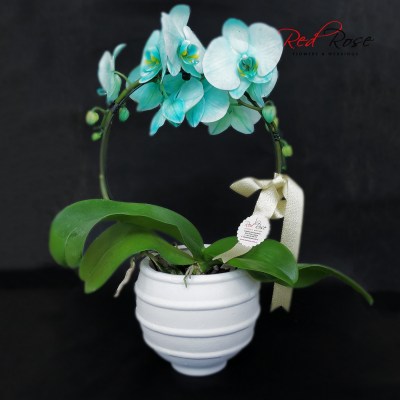 122021Orchid_03