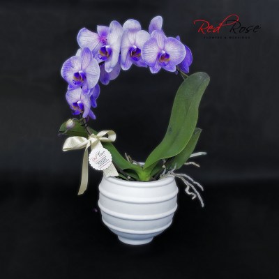 122021Orchid_04