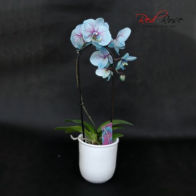 122021Orchid_05