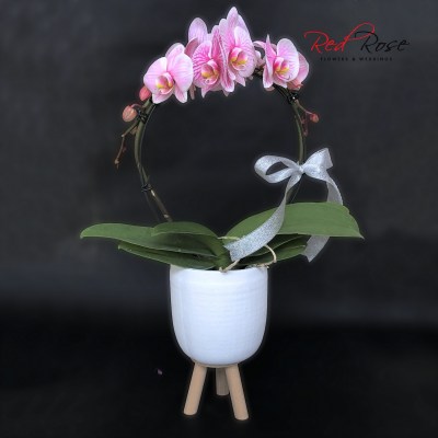122021Orchid_06