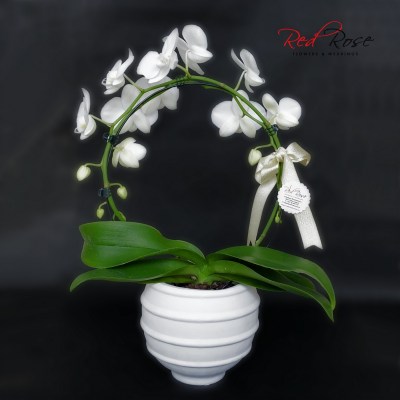 122021Orchid_07