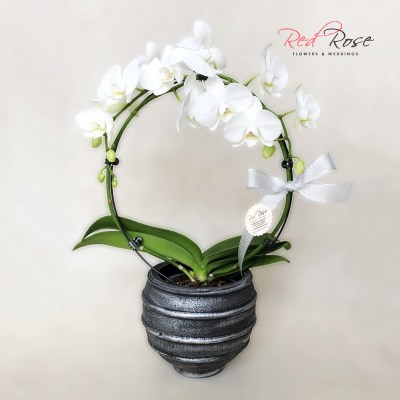 122021Orchid_09