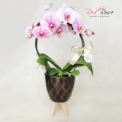 122021Orchid_10